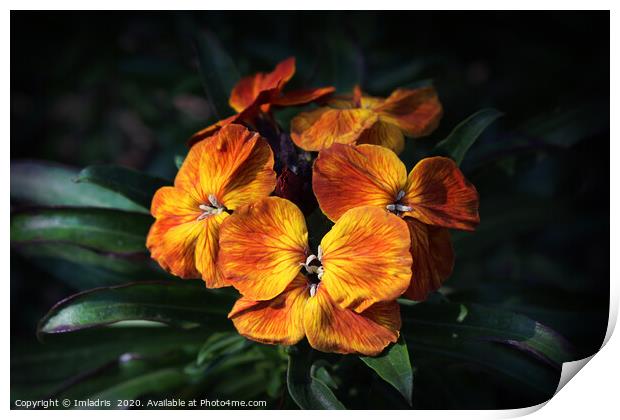 Bright Orange Wallflower Blooms Print by Imladris 