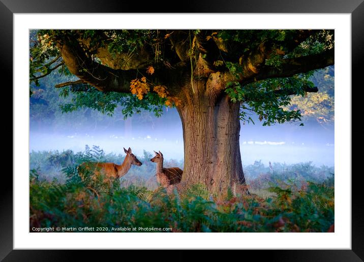 Autumn in Richmond Park Framed Mounted Print by Martin Griffett