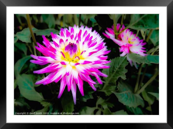 Pink Dahlia Flower in Summer Framed Mounted Print by Geoff Smith