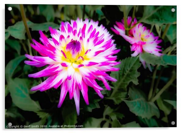 Pink Dahlia Flower in Summer Acrylic by Geoff Smith