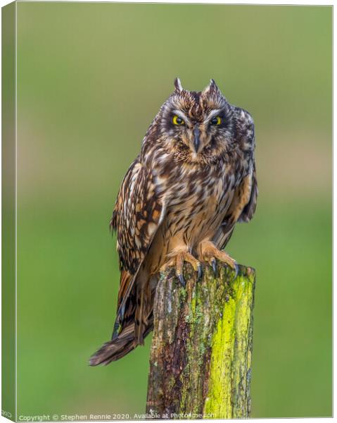  Short-eared Owls  angry expression Canvas Print by Stephen Rennie