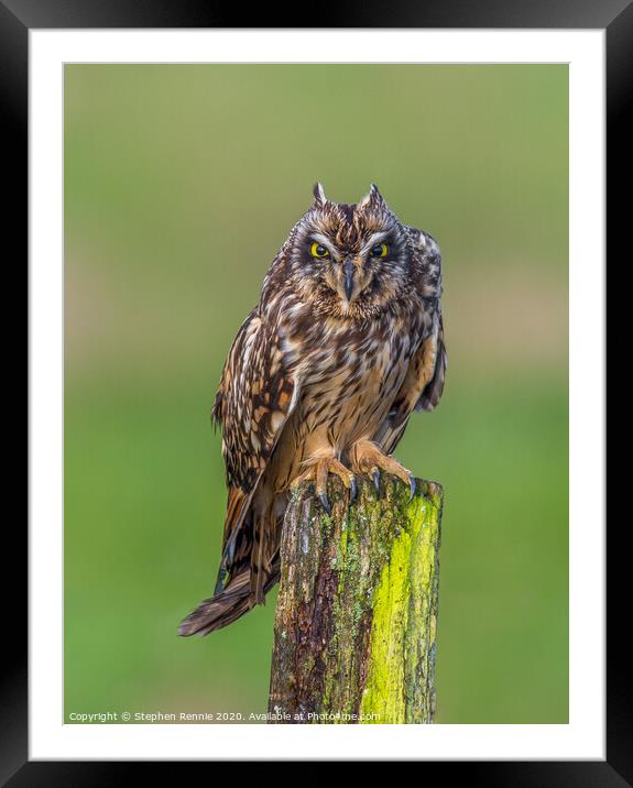  Short-eared Owls  angry expression Framed Mounted Print by Stephen Rennie