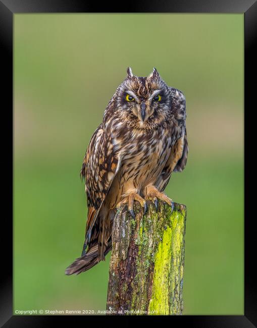  Short-eared Owls  angry expression Framed Print by Stephen Rennie
