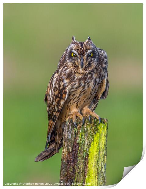 Short-eared Owls  angry expression Print by Stephen Rennie