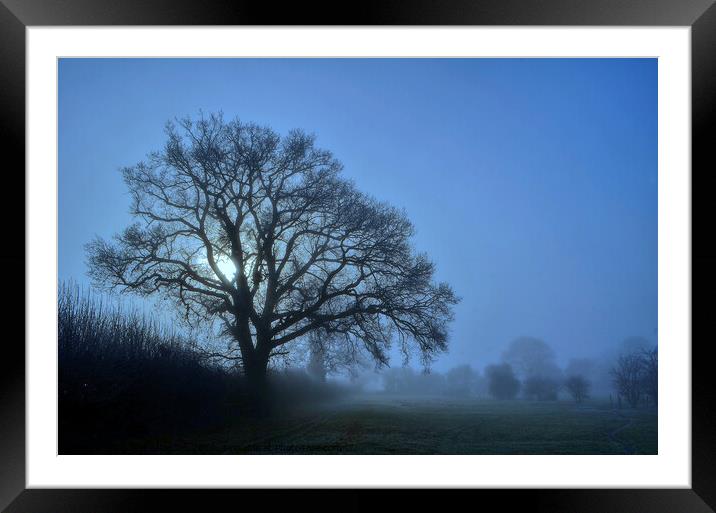 Misty winter tree Framed Mounted Print by David Atkinson