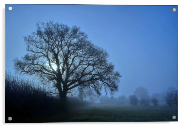 Misty winter tree Acrylic by David Atkinson