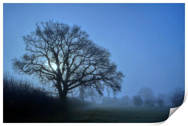 Misty winter tree Print by David Atkinson