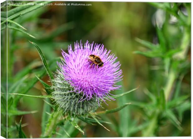 A Hover Fly on the magnificent Spear Thistle Canvas Print by Philip Brown
