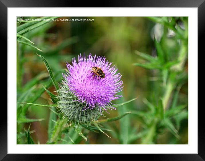A Hover Fly on the magnificent Spear Thistle Framed Mounted Print by Philip Brown