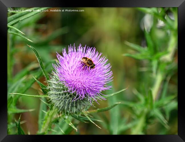 A Hover Fly on the magnificent Spear Thistle Framed Print by Philip Brown