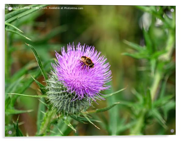 A Hover Fly on the magnificent Spear Thistle Acrylic by Philip Brown