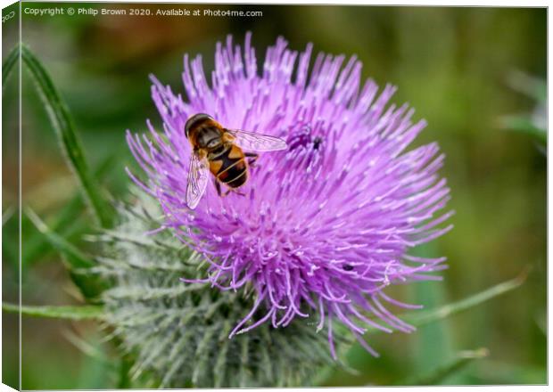 A Hover Fly on the magnificent Spear Thistle 2 Canvas Print by Philip Brown
