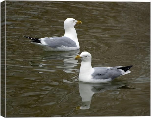 Seagulls with Watery Reflections Canvas Print by Kathleen Stephens