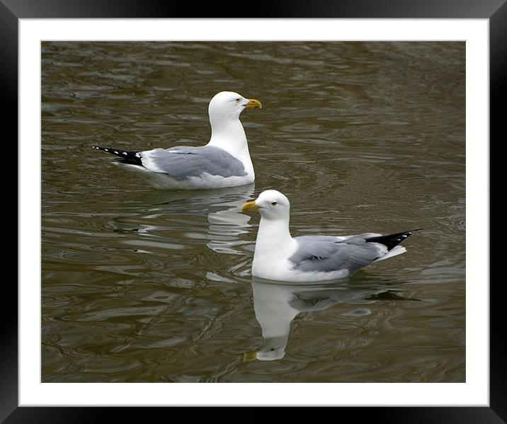 Seagulls with Watery Reflections Framed Mounted Print by Kathleen Stephens