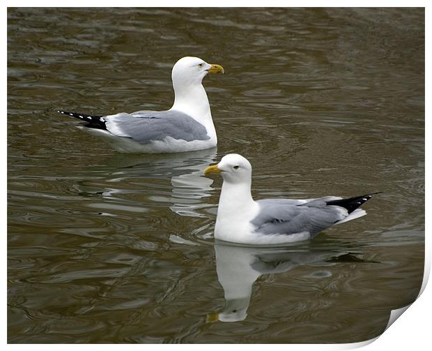 Seagulls with Watery Reflections Print by Kathleen Stephens