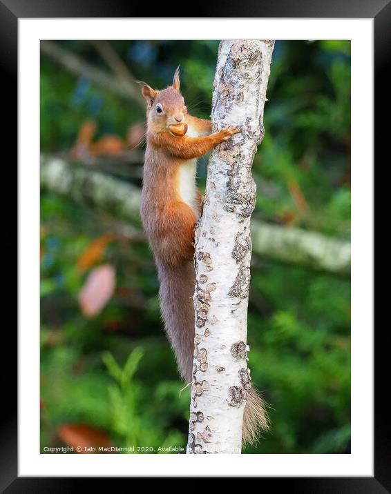 A Nutty Mouthful Framed Mounted Print by Iain MacDiarmid