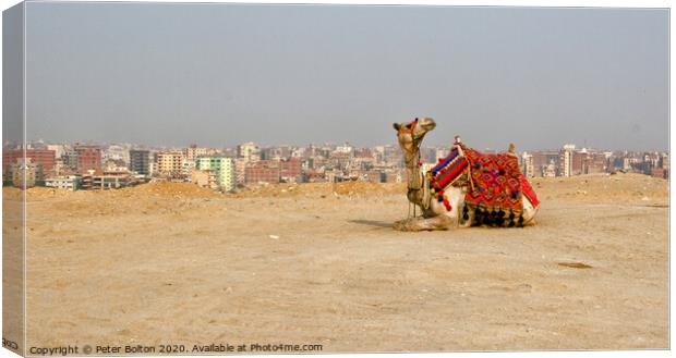A camel waits for tourists, Giza Plateau, Egypt. Canvas Print by Peter Bolton