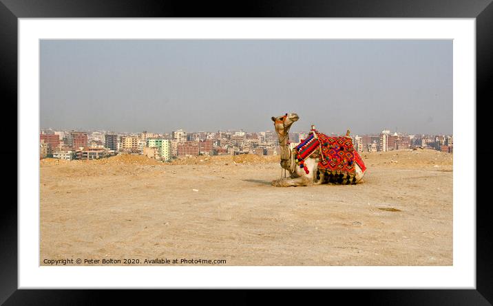 A camel waits for tourists, Giza Plateau, Egypt. Framed Mounted Print by Peter Bolton