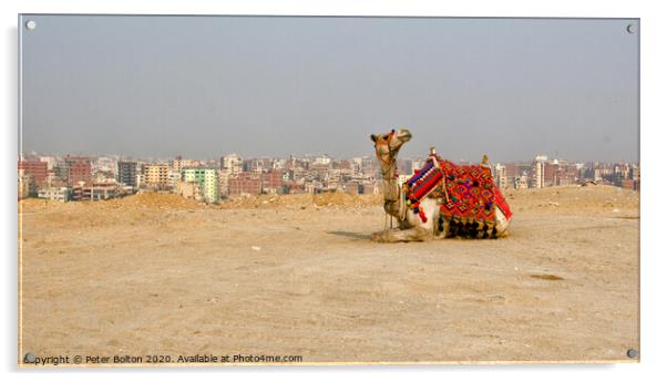 A camel waits for tourists, Giza Plateau, Egypt. Acrylic by Peter Bolton