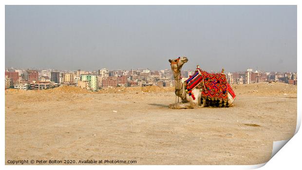A camel waits for tourists, Giza Plateau, Egypt. Print by Peter Bolton