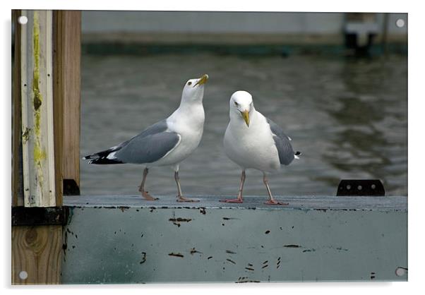 Colliding Seagulls Acrylic by Kathleen Stephens