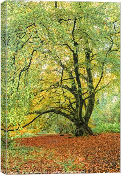The Old Tree Canvas Print by jim Hamilton