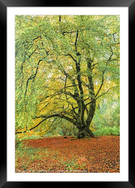 The Old Tree Framed Mounted Print by jim Hamilton
