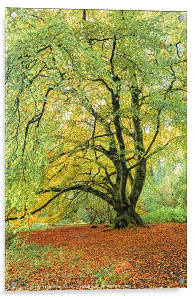 The Old Tree Acrylic by jim Hamilton
