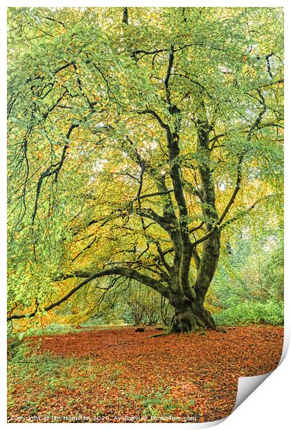 The Old Tree Print by jim Hamilton