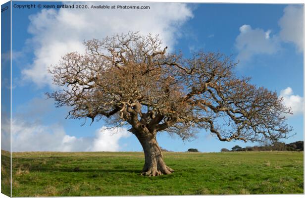 The old oak tree Canvas Print by Kevin Britland