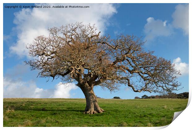 The old oak tree Print by Kevin Britland