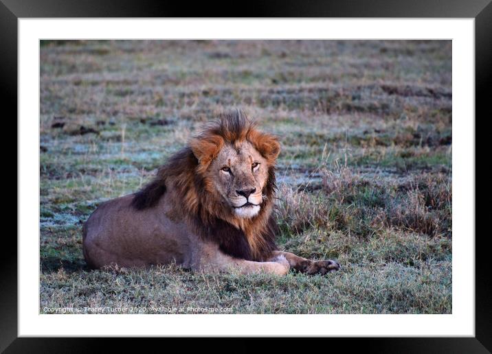 African Lion Framed Mounted Print by Tracey Turner