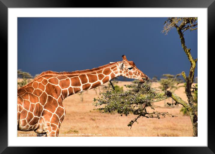 Gentle Giraffe Framed Mounted Print by Tracey Turner