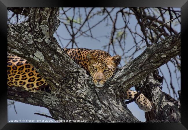 Leopard up a tree! Framed Print by Tracey Turner