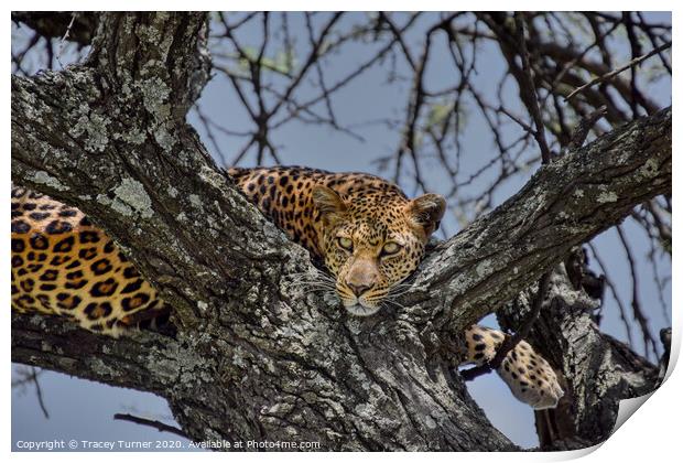 Leopard up a tree! Print by Tracey Turner