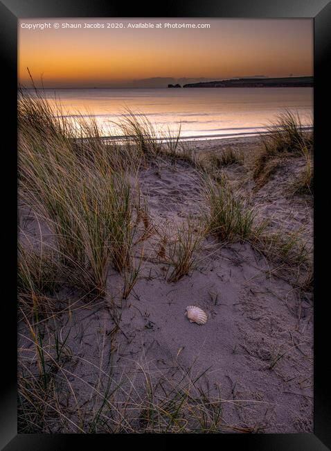 Shell beach Studland Dorset  Framed Print by Shaun Jacobs
