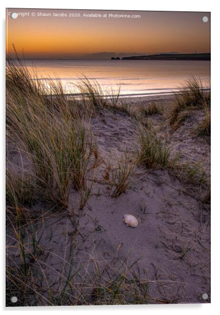 Shell beach Studland Dorset  Acrylic by Shaun Jacobs