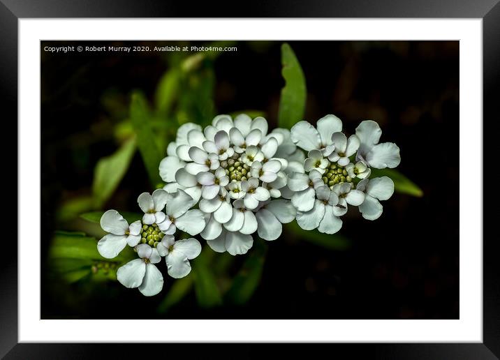 White Candytuft Framed Mounted Print by Robert Murray