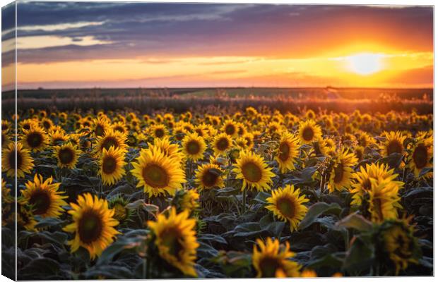 Sunflowers at Sunset Canvas Print by Steffen Gierok-Latniak