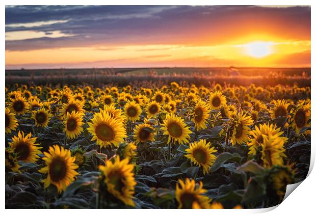 Sunflowers at Sunset Print by Steffen Gierok-Latniak