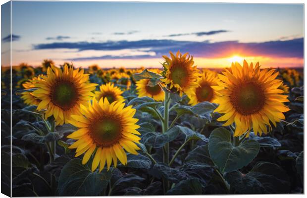 Sunflowers at Sunset Canvas Print by Steffen Gierok-Latniak
