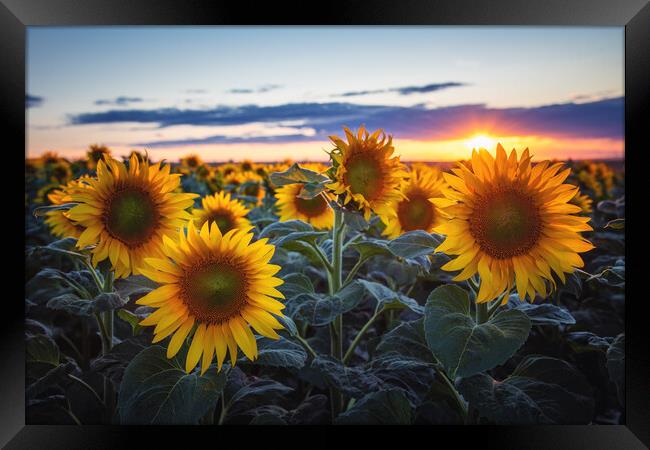 Sunflowers at Sunset Framed Print by Steffen Gierok-Latniak