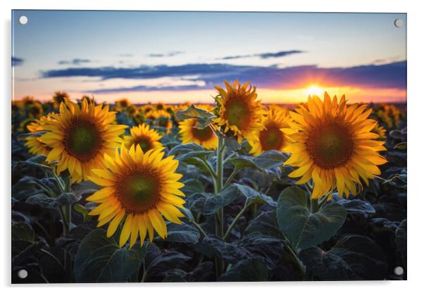 Sunflowers at Sunset Acrylic by Steffen Gierok-Latniak