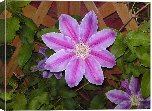 Purple Flower Canvas Print by Rhian Bagley