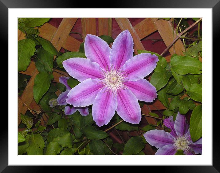 Purple Flower Framed Mounted Print by Rhian Bagley