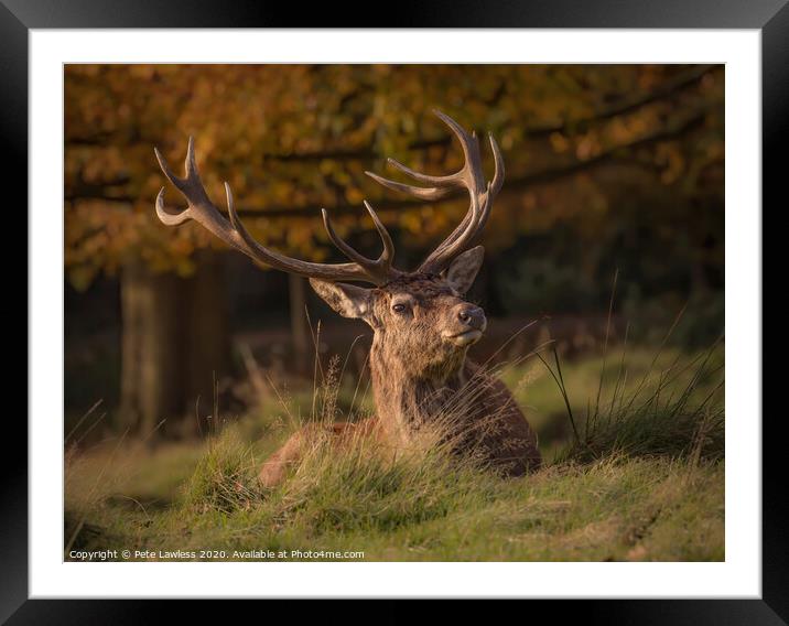 Red Deer Stag Portrait Others  Framed Mounted Print by Pete Lawless