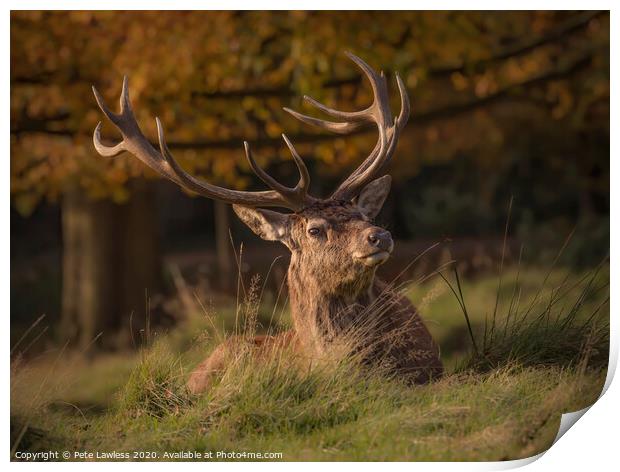 Red Deer Stag Portrait Others  Print by Pete Lawless