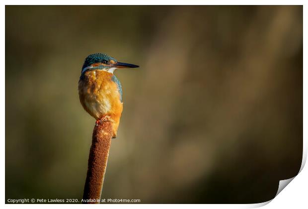 Kingfisher Print by Pete Lawless