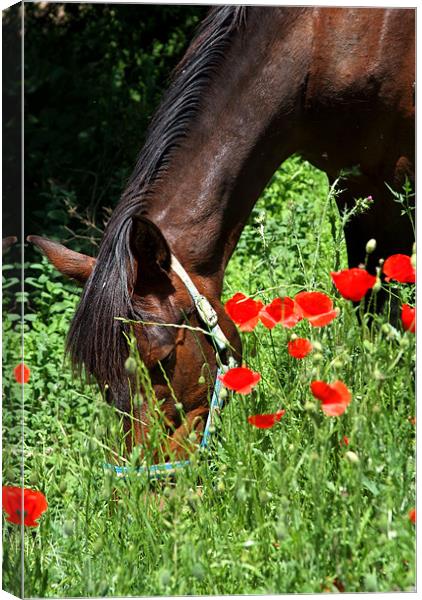 Spartan at rest. Canvas Print by Ray Hammond