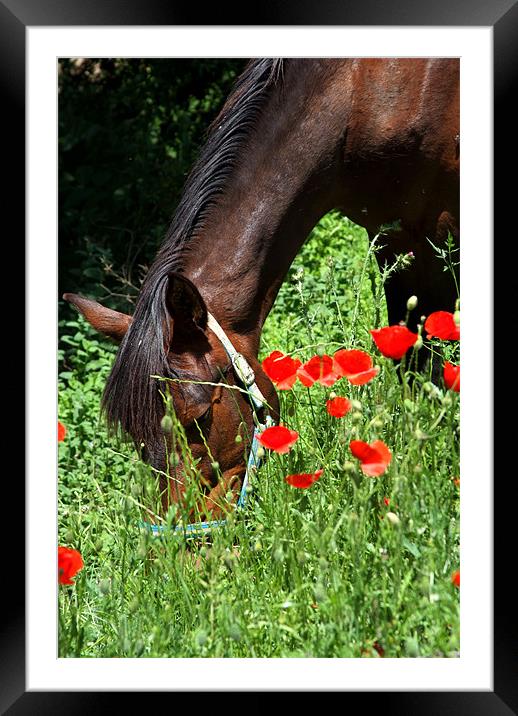 Spartan at rest. Framed Mounted Print by Ray Hammond